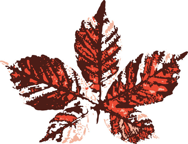 马栗子叶邮票。落叶的印记。秋天的模式。图片下载