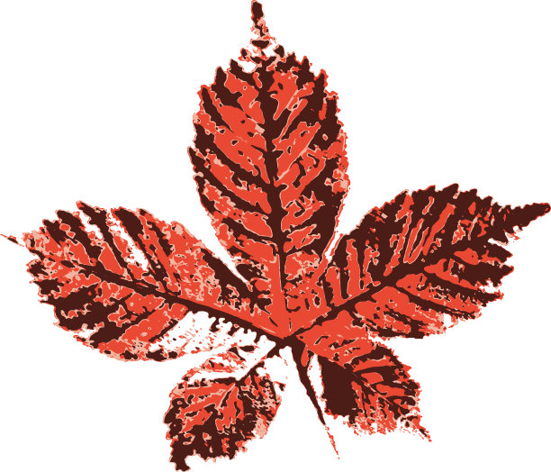 马栗子叶邮票。落叶的印记。秋天的模式。图片下载