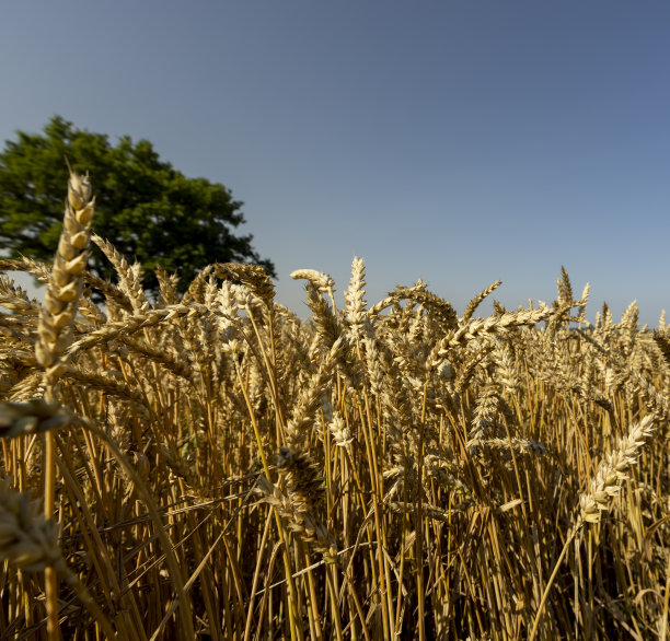 在一片种着小麦的田里生长图片下载