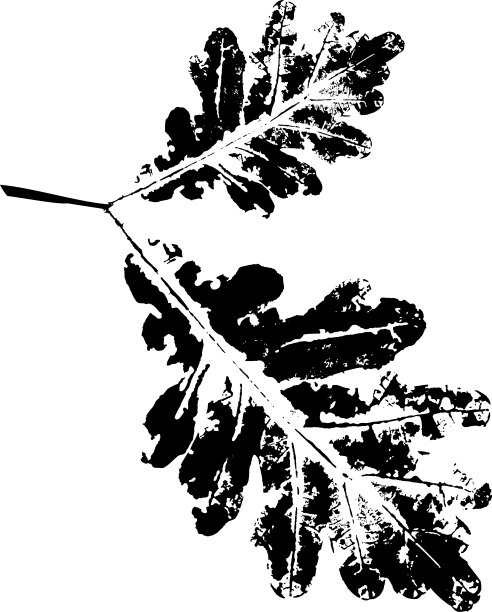 黑色橡木树枝与叶子印章。落叶的印记。图片下载