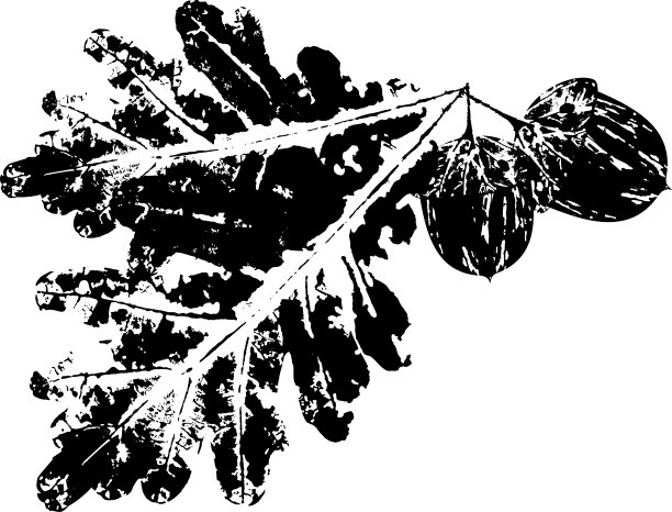 黑色橡木树枝与叶子印章。落叶的印记。图片下载