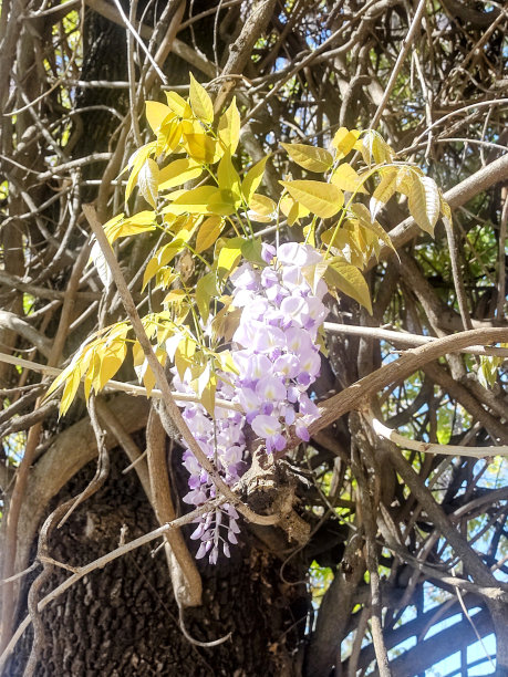 黄花植物逆天特写图片下载