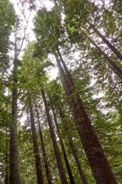 红木林中空地上的日落图片下载