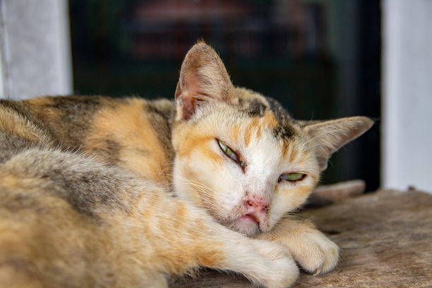 背景是一只正在睡觉的猫图片下载