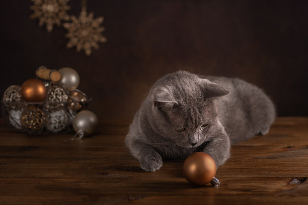 猫和准备圣诞和新年。新年的玩具。图片下载