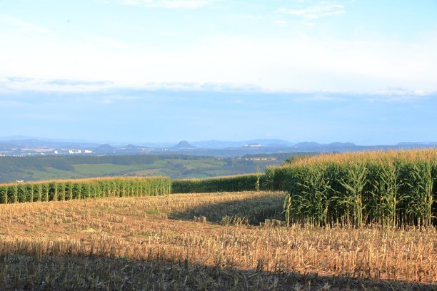 秋季玉米收获图片下载