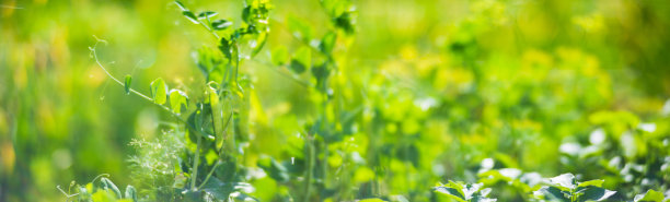 种植在土壤中的豌豆在阳光下成熟。耕地上长满了嫩芽。种植在床排中的农业植物。绿色天然粮食作物图片下载