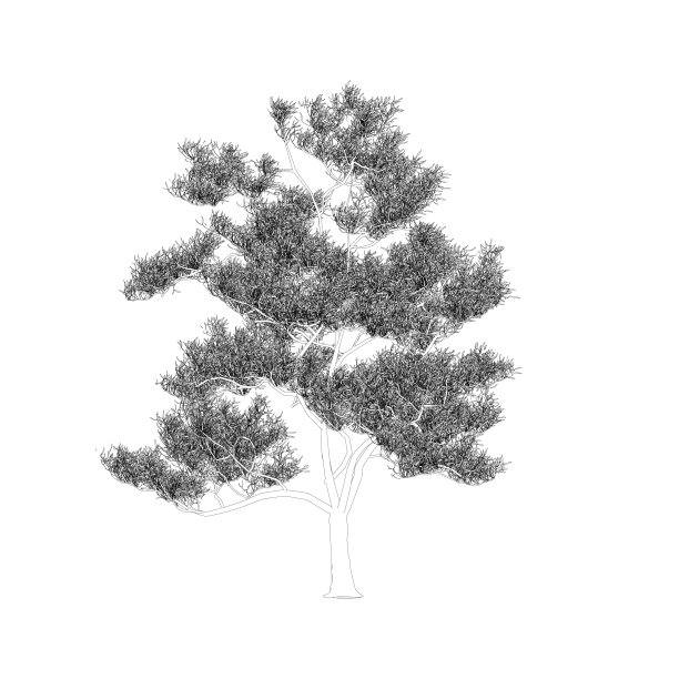 一棵详细的树的轮廓，许多叶子从黑色的线孤立在白色的背景。前视图。矢量插图。图片下载