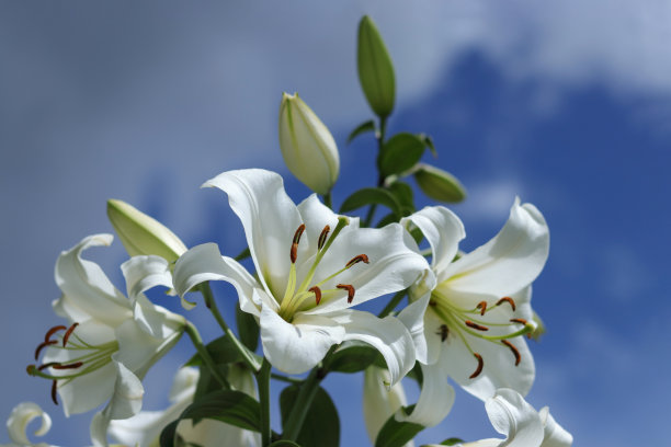白色白百合花。蓝色背景上的百合花。复活节百合花贺卡与复制空间。情人节。母亲的一天。百合科。白色百合与露珠图片下载
