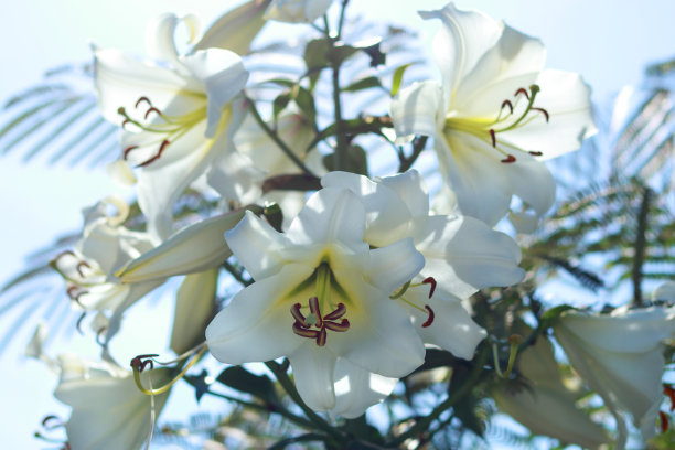 白色白百合花。蓝色背景上的百合花。复活节百合花贺卡与复制空间。情人节。母亲的一天。百合科。白色百合与露珠图片下载