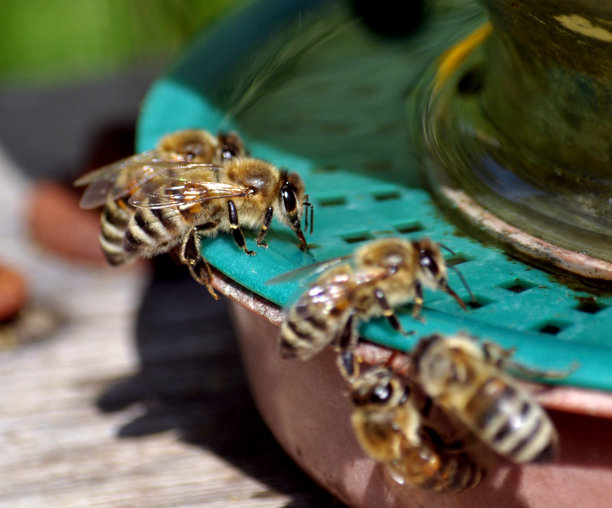 饮用水附近的蜜蜂图片下载
