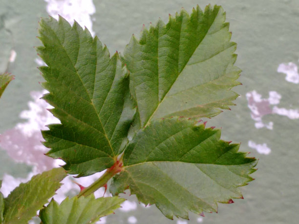 黑桑叶:花园里的一种黑桑树的叶子(黑桑树黑桑树属)，有小叶，有齿，在中肋的下侧有刺图片下载