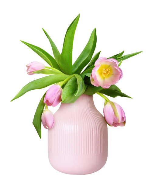 一束郁金香花和叶子在一个粉红色的花瓶孤立图片下载
