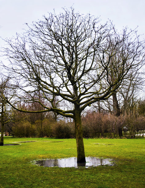 骷髅树-冯德尔帕克荷兰图片下载