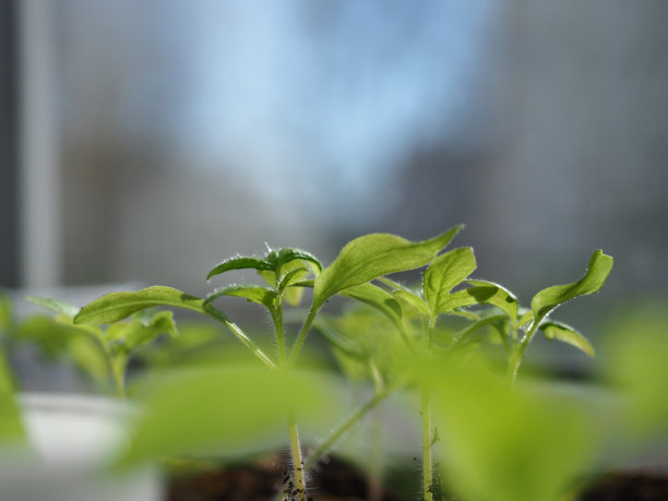 窗户边的花盆里生长着绿色的番茄幼苗图片下载