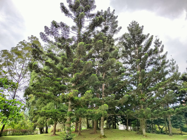 花园里的松树图片下载