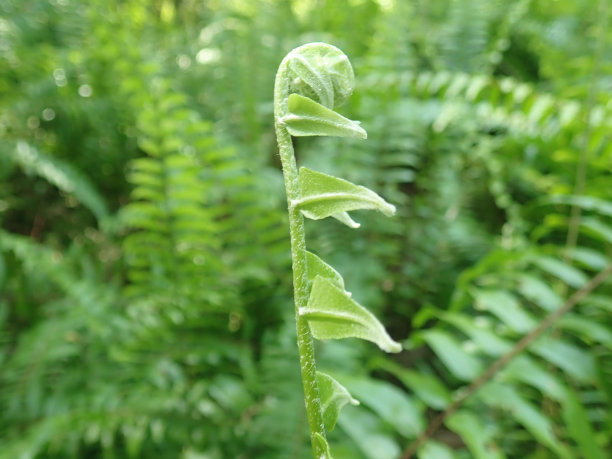 一种分离于森林中的蕨类植物(水龙蕨属或水龙蕨属)，其绿色植物背景模糊图片下载