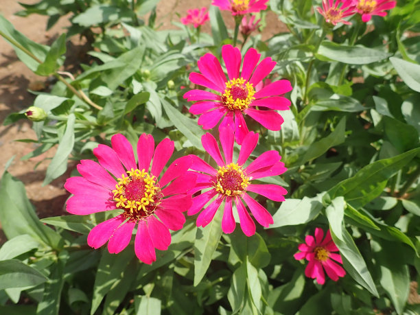 粉红色的花在花园里盛开。它的百日草秀丽隐杆草(Zinnia violacea)被称为青年和年龄，普通百日草或优雅百日草，是雏菊科的一种一年生开花植物。图片下载