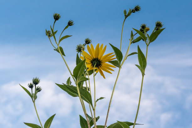 鲜艳的花朵盛开的耶路撒冷洋蓟图片下载