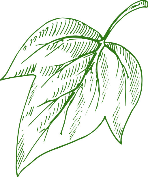 梧桐树离生杨树叶片草图图片下载