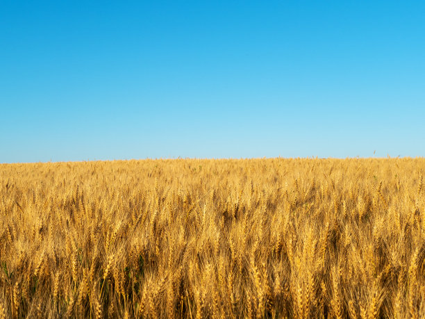 蓝天映衬着麦田。粮食危机。设计元素图片下载
