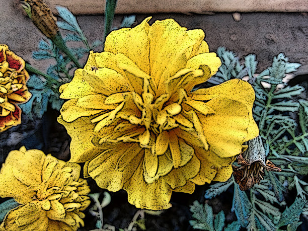 康乃馨花(石竹类植物caryophyllus)甜美香味花生长在僵硬的松散的酶类,拉长总花梗,折边的花瓣在许多颜色和一个圆柱形花萼和苞片很少。图片下载