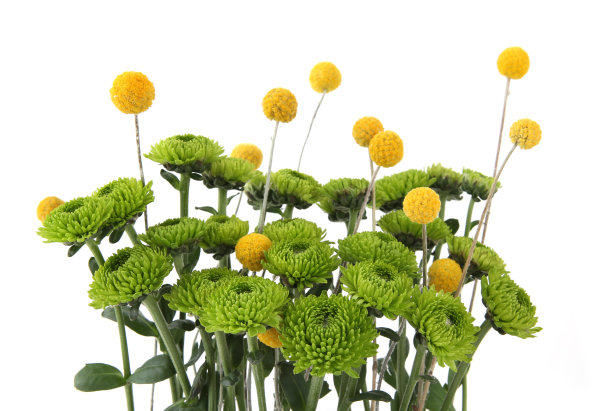 绿色的菊花和黄色的芥兰花孤立在白色的背景。图片下载