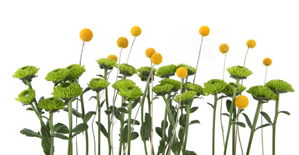 绿色的菊花和黄色的芥兰花孤立在白色的背景。图片下载