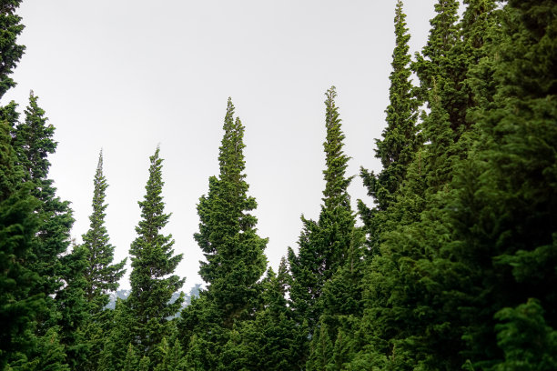 一排冷杉树图片下载