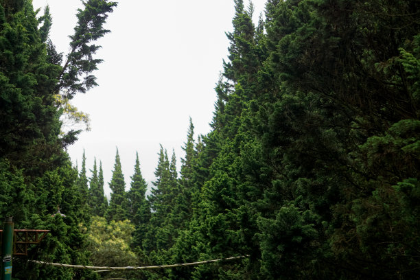 一排冷杉树图片下载