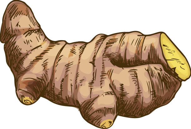 姜根生姜根的离生根茎图片下载