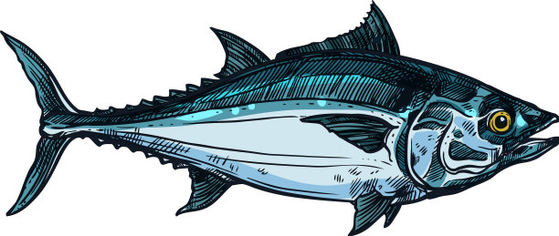 金枪鱼掠食鱼群鱼孤立的蓝鳍金枪鱼图片下载