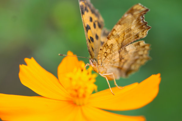 金蓼(Polygonia c-aureum)蝴蝶，正在吮吸橙宇宙花的汁液。近景微距照片。图片下载