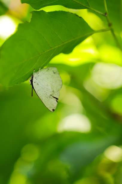 Uraginshijimi (Curetis acuta paracuta)，树林中的蝴蝶，近景微距照片。图片下载