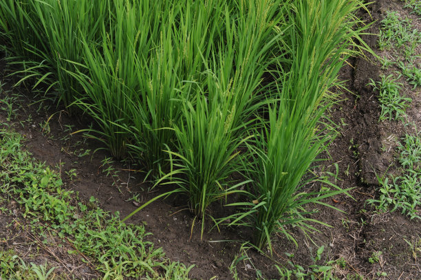 日本夏季郁郁葱葱的绿色稻田和稻田里的稻谷、种子、秆和稻草的几何图案图片下载