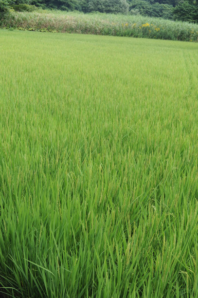 日本夏季郁郁葱葱的绿色稻田和稻田里的稻谷、种子、秆和稻草的几何图案图片下载
