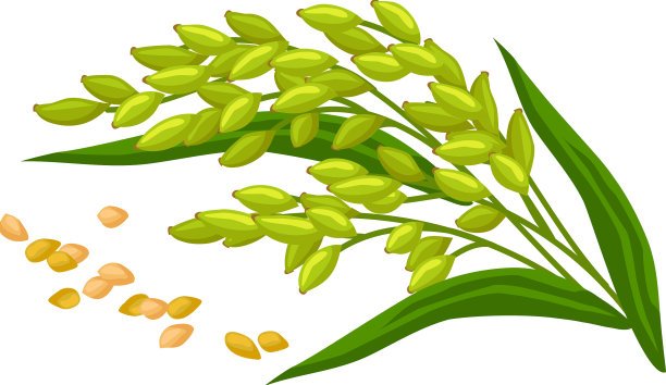 有种子的燕麦植物图片下载