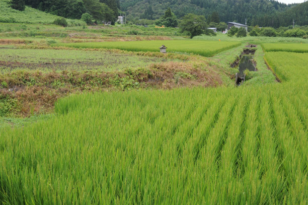 日本夏季郁郁葱葱的绿色稻田和稻田里的稻谷、种子、秆和稻草的几何图案图片下载