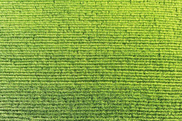 日本夏季郁郁葱葱的绿色稻田和稻田里的稻谷、种子、秆和稻草的几何图案图片下载