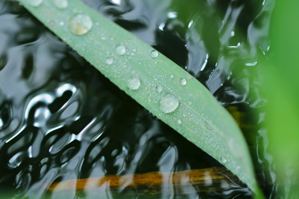 水滴在树叶上，溪水从下面流过。自然图像的照片。图片下载