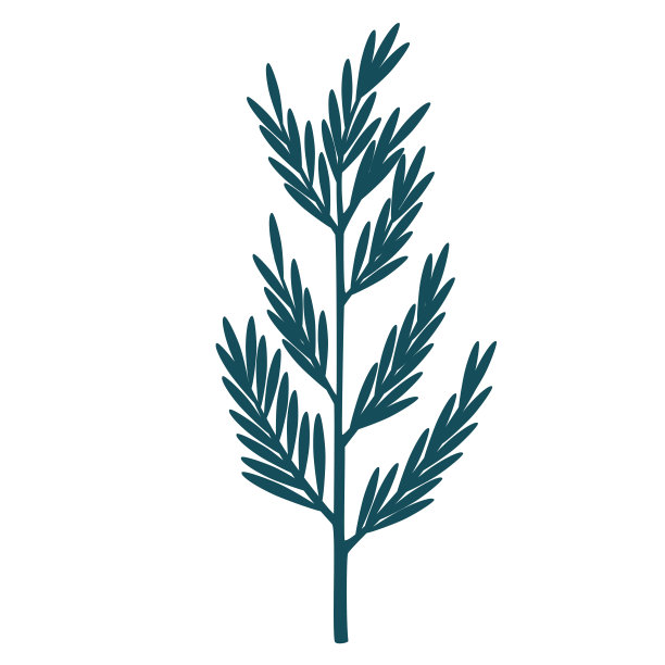 圣诞树。新年、圣诞节和节日的装饰。适用于横幅、贺卡、礼品、装饰等。手绘插图孤立在白色背景上。图片下载