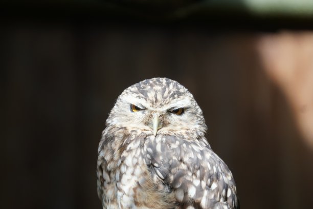 穴居猫头鹰图片下载