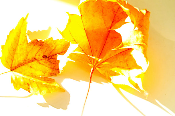 背景-人工场景与秋天的落叶图片下载