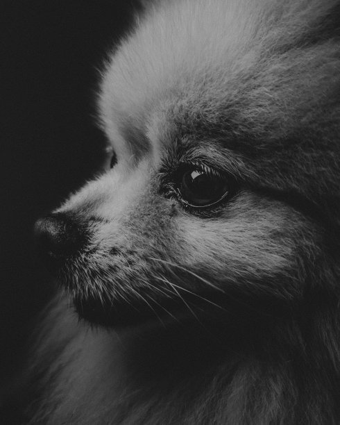 波美拉尼亚的露露图片下载