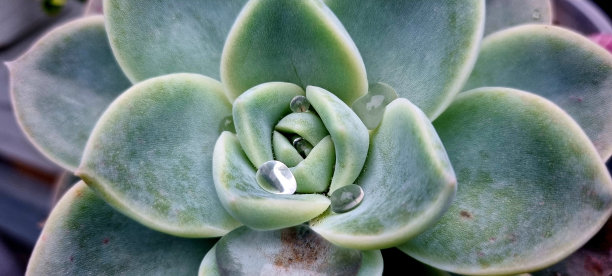 水滴在多汁图片下载