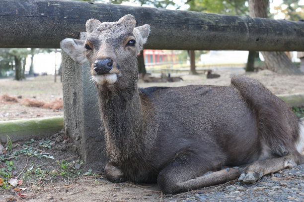 鹿在奈良图片下载