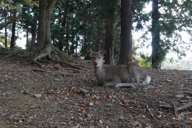鹿在奈良图片下载