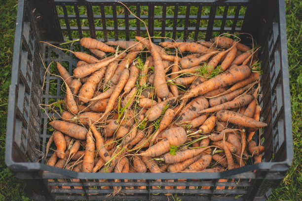 一篮子刚摘的橙色胡萝卜。秋天在家花园里摘菜。有机胡萝卜用粪肥喂养，用雨水灌溉图片下载