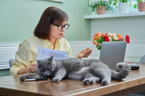 商务女性在家工作，用笔记本电脑，还有宠物猫图片下载