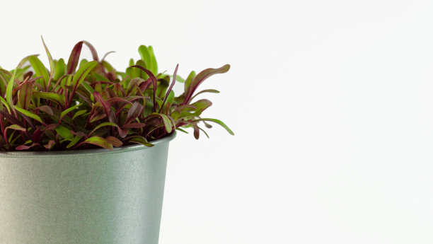 花盆，盆栽微型蔬菜，孤立在白色背景，横幅。图片下载